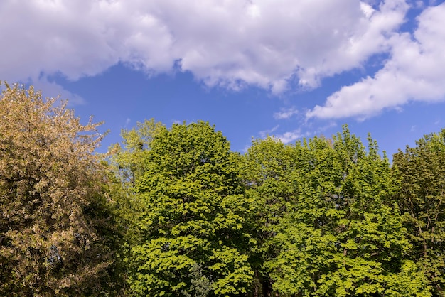 fogliame verde di alberi decidui nella stagione primaverile il primo fogliame primaverile degli alberi nel parco