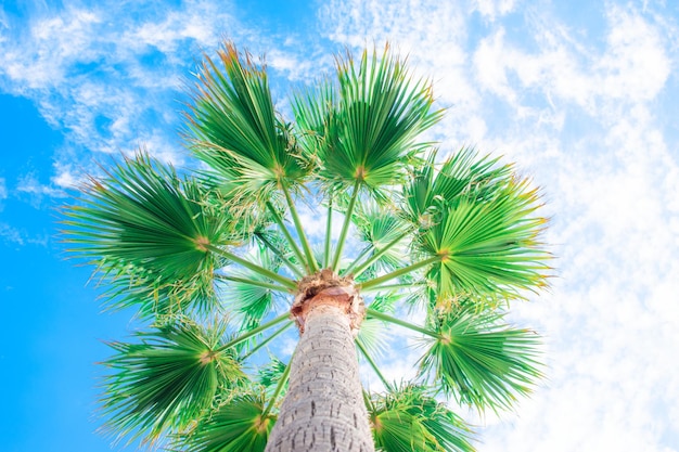 Fogliame verde di alte palme sullo sfondo del cielo blu vista dal basso Livistona Rotundifolia o palma a ventaglio