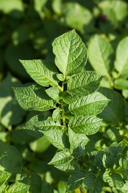 Fogliame verde di patate in un campo agricolo