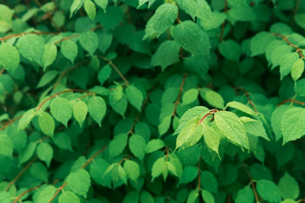 Fogliame verde di sfondo naturale parzialmente sfocato con gocce di pioggia