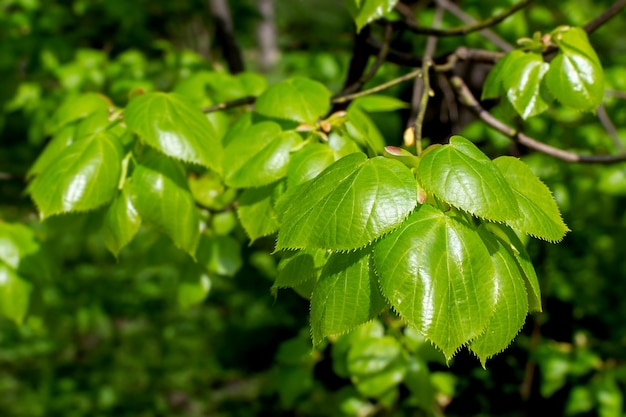 Fogliame verde fresco del giovane albero nel parco