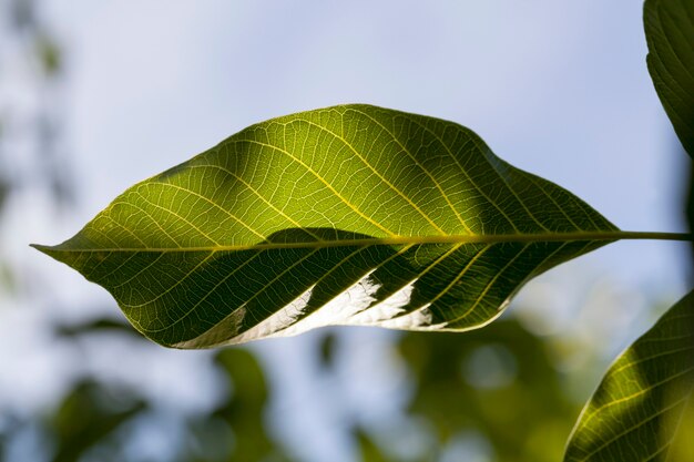 Fogliame verde fresco di una noce nella stagione primaverile, illuminato dalla luce solare, primo piano