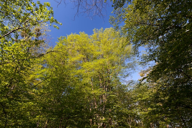 Fogliame verde giovane su diversi tipi di alberi