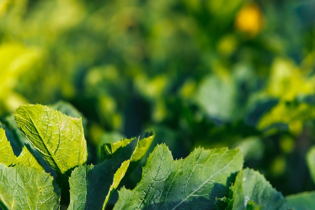 Fogliame verde lussureggiante sotto il sole splendente. Foglie di zucca o zucchine. Sfondo naturale e consistenza.