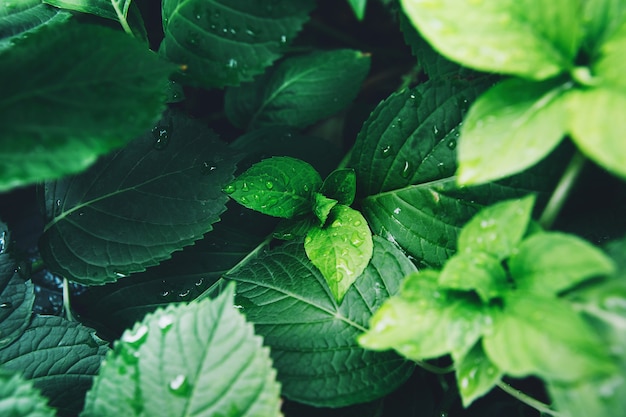 Fogliame verde scuro di una pianta sana con gocce di pioggia. Foglia verde con gocce d'acqua per lo sfondo