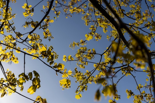 fogliame verde su un albero di acero in primavera fioritura belle foglie verdi sugli alberi di acero in primavera