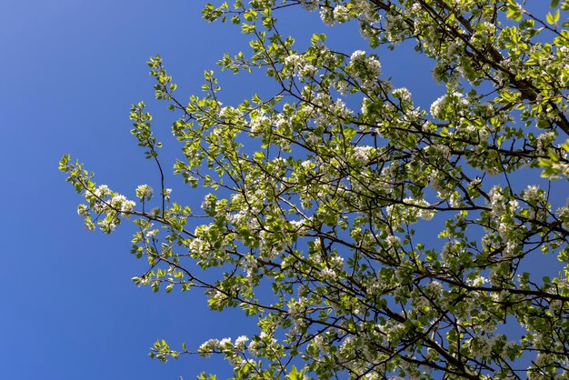 fogliame verde su un albero di pere in primavera sbocciano belle nuove foglie e fiori su alberi di pere in primavera