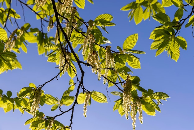 fogliame verde sull'albero di carpino in primavera fioritura belle nuove foglie sugli alberi di carpino in primavera