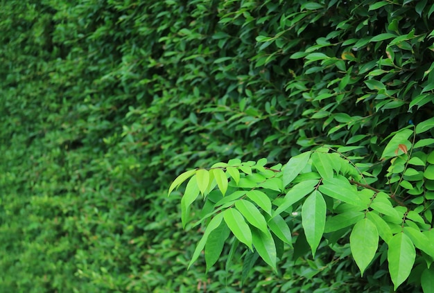 Fogliame verde vibrante del primo piano contro le piante da siepe sempreverdi sfocate