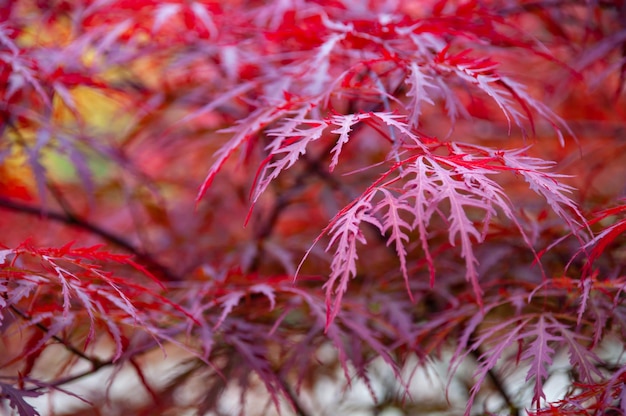 Foglie affilate rosse su uno sfondo sfocato Sfondo naturale