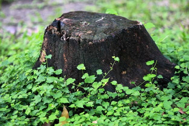 Foglie Alberi forestali tropicali texture di sfondo