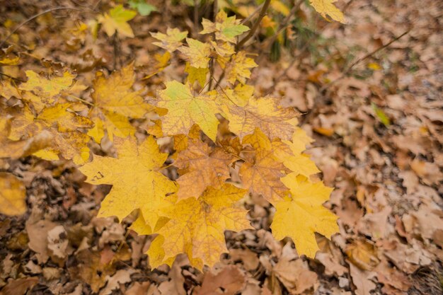 Foglie arancioni e gialle per terra nella foresta