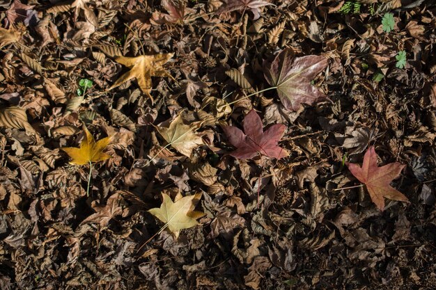 Foglie asciutte in autunno in vista