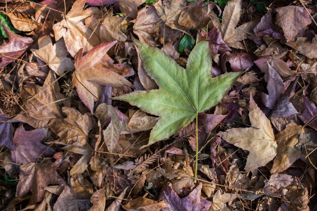 Foglie asciutte in autunno in vista