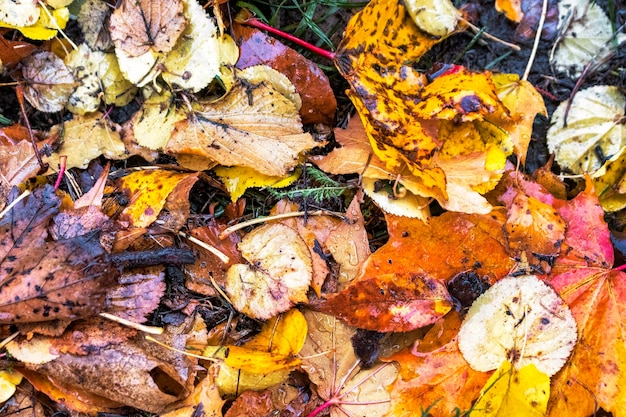 Foglie autunnali bagnate sotto la pioggia Tempo piovoso in autunno