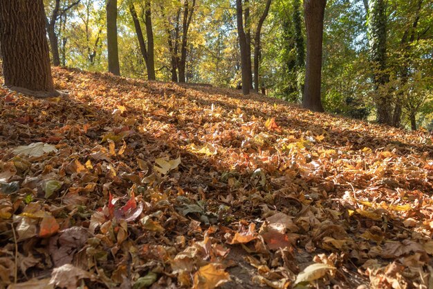 Foglie autunnali cadute nel parco cittadino