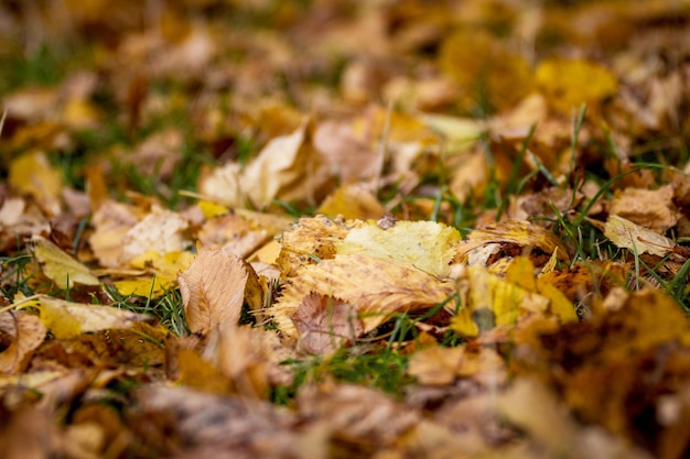 Foglie autunnali cadute sull'erba nella foresta