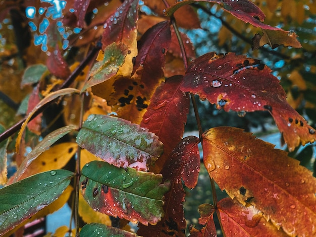 Foglie autunnali colorate con gocce di pioggia foto orizzontale sfondo sfocato