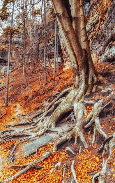 Foglie autunnali colorate dagli alberi nella foresta di latifoglie