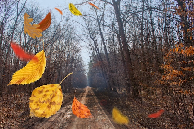 Foglie autunnali colorate del Ringraziamento in caduta libera Sfondo d'umore autunnale