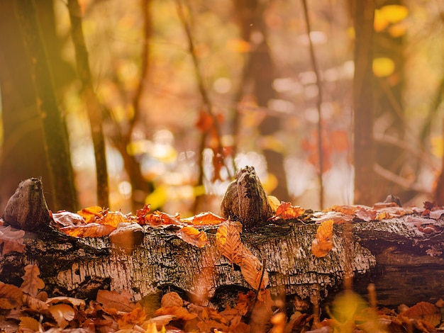 Foglie autunnali colorate nella foresta calda e soleggiata Belle foglie stagionali autunnali sul terreno nella foresta