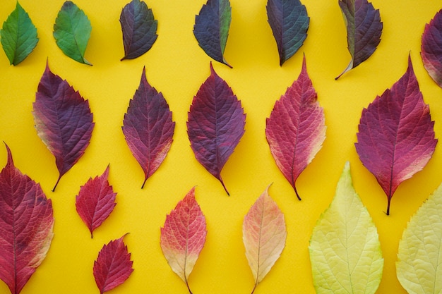 Foglie autunnali colorate su sfondo giallo