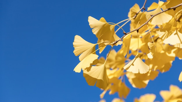 Foglie autunnali di Ginkgo Biloba giallo