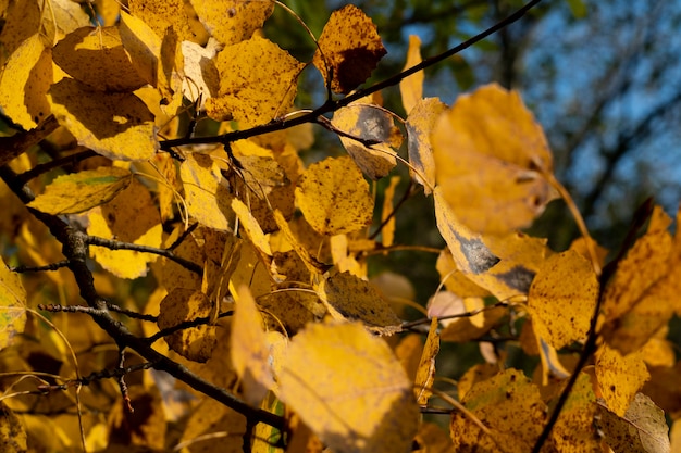 Foglie autunnali di pioppo su un albero