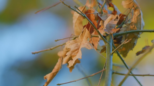 Foglie autunnali di quercus rubra o quercus borealis con foglie marroni autunnali da vicino