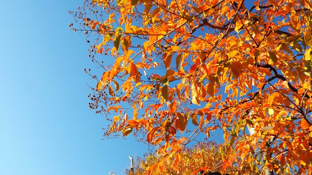 Foglie autunnali e cielo azzurro con colore giallo e rosso.