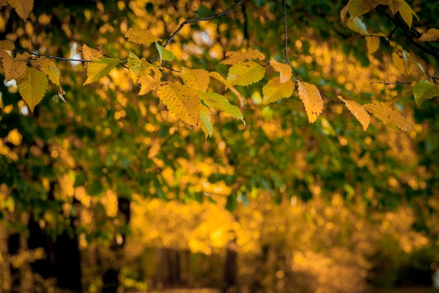 Foglie autunnali e sfondo della natura sfocata Fogliame colorato nel parco Foglie cadenti sfondo naturale Concetto della stagione autunnale