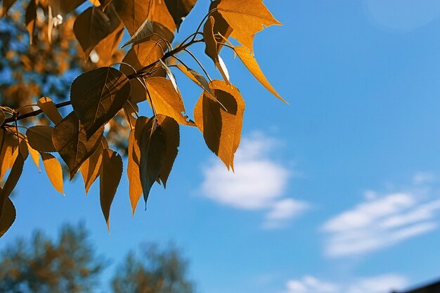 Foglie autunnali gialle di alberi su un cielo azzurro chiaro