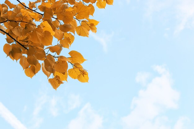 Foglie autunnali gialle di alberi su un cielo azzurro chiaro