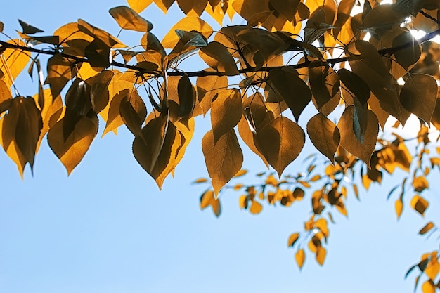 Foglie autunnali gialle di alberi su un cielo azzurro chiaro