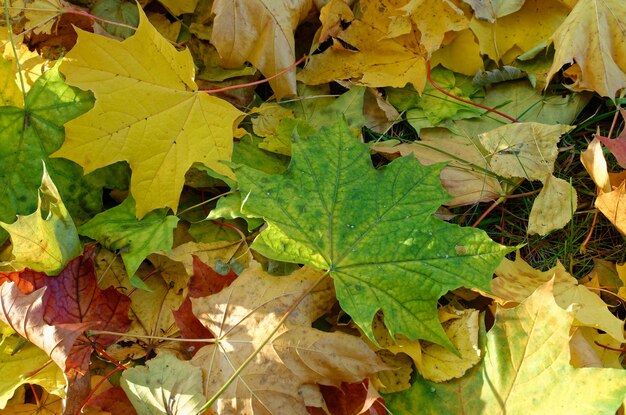 foglie autunnali gialle e rosse cadute