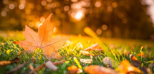 Foglie autunnali gialle e rosse nel bellissimo parco autunnale Raggi solari idilliaco primo piano autunnale