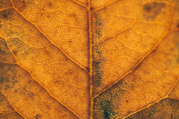 Foglie autunnali gialle, foglie verdi e gialle, foglie d'acero autunnali, paesaggio autunnale