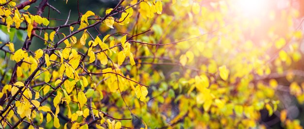 Foglie autunnali gialle nella foresta su un albero su uno sfondo sfocato al sole