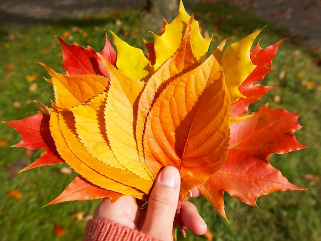 foglie autunnali gialle, rosse e arancioni raccolte in mano sullo sfondo di un prato verde