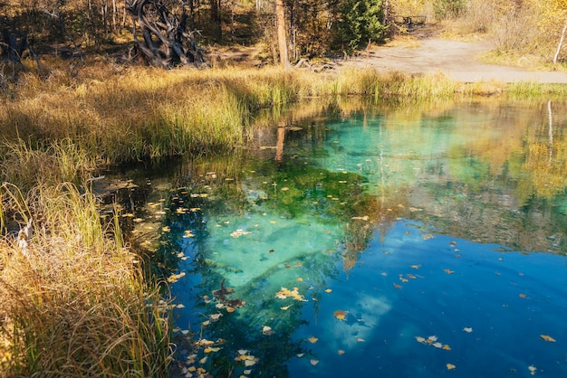 Foglie autunnali gialle sulla superficie dell'acqua limpida del lago di montagna con riflesso di alberi dorati al sole. Sfondo luminoso della natura del lago turchese nei colori autunnali. Bellissimo lago in autunno.