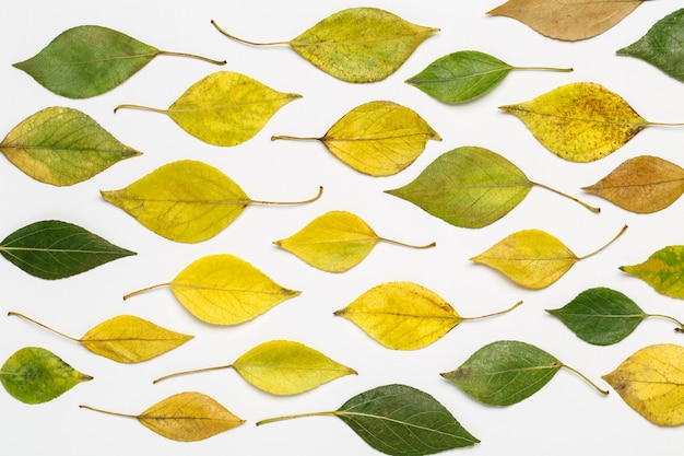 Foglie autunnali isolate. Foglie d'autunno. Composizione autunnale