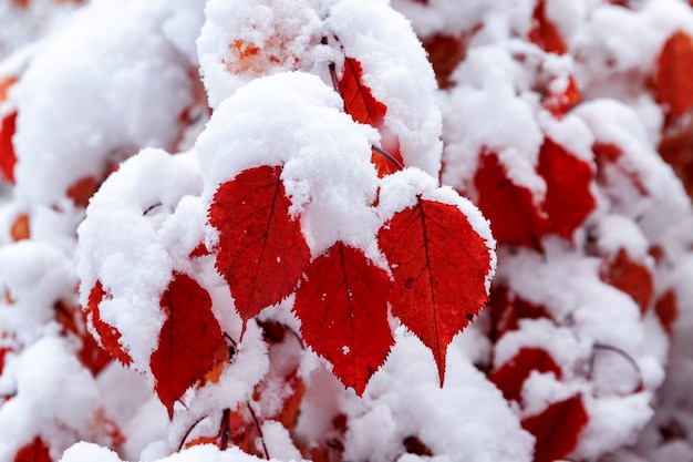 Foglie autunnali luminose sotto la neve. Cambio delle stagioni dell'anno, tempo e clima.