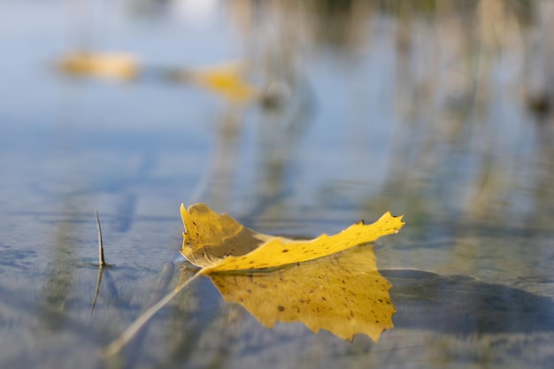 foglie autunnali nell'acqua