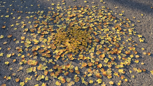 foglie autunnali nelle stagioni di strada