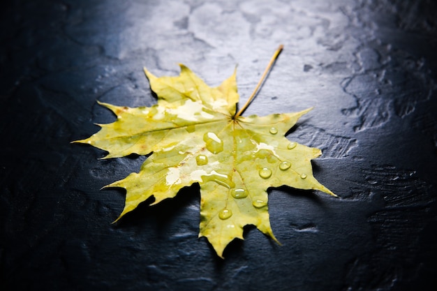 Foglie autunnali reali che si trovano in gocce di pioggia su sfondo nero. Foto stagionale. Colori gialli e verdi con texture. Cartolina di novembre.