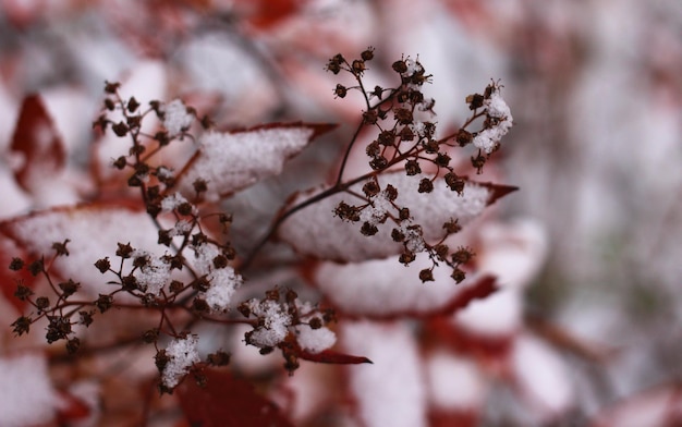 Foglie autunnali rosse nella prima soffice neve bianca