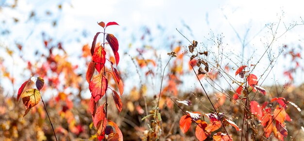 Foglie autunnali rosse su alberi giovani con tempo soleggiato Sfondo autunnale