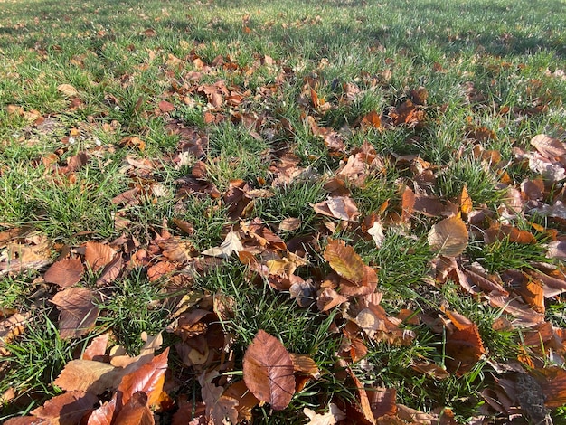 Foglie autunnali secche in erba verde