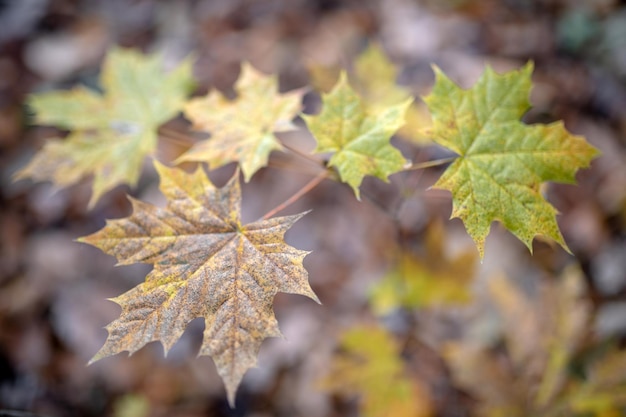 Foglie autunnali secche marroni sul ramo di un albero nella stagione autunnale al parco