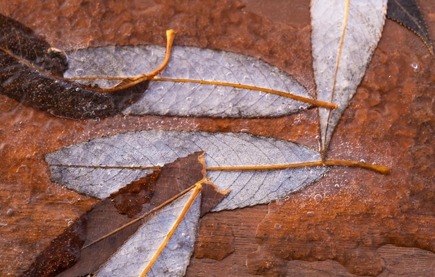 Foglie autunnali secche nel ghiaccio in inverno.